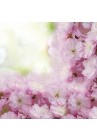  Salvetes puķes Blossoming Cherry Frame 1pac