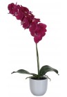  Orhideja podiņā sarkanlillā 60cm