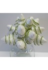  Eglītes baltas spīdīgas ar zaļu svītru 1buntīte
