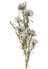  Balderjāņa ziedi balti pušķis 58cm