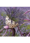 Salvetes puķes Lavender Bicucle 1pac