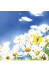  Salvetes puķes Blue Sky Daisies Meadow 1pac